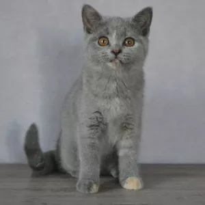 Photo №4. Je vais vendre british shorthair en ville de Minsk. de la fourrière - prix - 257€