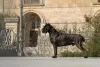 Photos supplémentaires: Chiots Cane Corso