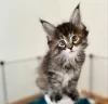 Photo №4. Je vais vendre maine coon en ville de Wil. annonce privée - prix - 400€