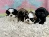 Photo №1. shih tzu - à vendre en ville de Charlotte | 284€ | Annonce №99265