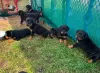 Photo №1. rottweiler - à vendre en ville de Nuremberg | 400€ | Annonce №56599