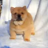 Photo №1. chow-chow - à vendre en ville de Невинномысск | négocié | Annonce №8856