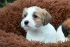 Photo №4. Je vais vendre jack russell terrier en ville de Kherson. annonce privée - prix - négocié