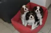 Photo №1. cavalier king charles spaniel - à vendre en ville de Lille | négocié | Annonce №80863