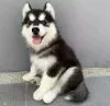 Photo №1. husky de sibérie - à vendre en ville de Villach | négocié | Annonce №96453