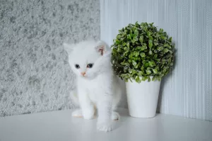 Photo №1. british shorthair - à vendre en ville de Grodno | 278€ | Annonce № 6638