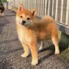 Photo №3. Chiots Shiba Inu. Swaziland