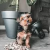 Photo №1. yorkshire terrier - à vendre en ville de Lisbon | négocié | Annonce №126872