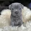 Photo №1. staffordshire bull terrier - à vendre en ville de Kaunas | négocié | Annonce №120707