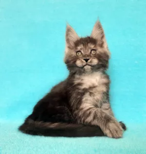 Photo №2 de l'annonce № 6266 de la vente maine coon - acheter à Fédération de Russie de la fourrière