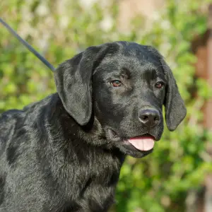 Photos supplémentaires: Chiots Labrador Retriever