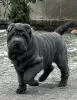 Photo №1. shar pei - à vendre en ville de Gorzów Wielkopolski | 1200€ | Annonce №88677