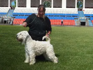 Photos supplémentaires: Irish Soft Coated Wheaten Terrier