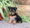 Photo №1. yorkshire terrier - à vendre en ville de Tegernsee | 600€ | Annonce №63810