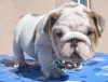 Photo №1. bulldog anglais - à vendre en ville de Houston | 473€ | Annonce №97166