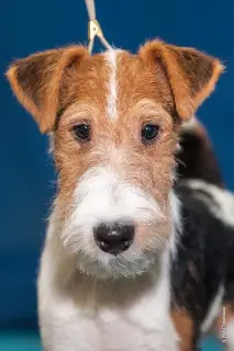 Photo №2 de l'annonce № 1475 de la vente fox-terrier - acheter à Fédération de Russie de la fourrière