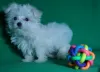 Photo №1. bichon maltais - à vendre en ville de Minsk | négocié | Annonce №42279