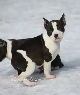 Photos supplémentaires: Chiots Amstaff de ritomnik