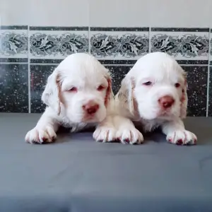 Photos supplémentaires: Chiots Clumber Spaniel