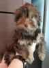 Photo №1. biewer yorkshire terrier - à vendre en ville de Tchernigov | 47€ | Annonce №17945