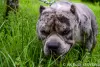 Photos supplémentaires: American Bully poche merle