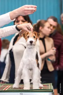 Photo №4. Je vais vendre fox-terrier en ville de Irkoutsk. de la fourrière - prix - 284€