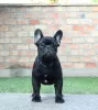 Photo №1. bouledogue - à vendre en ville de Kikinda | négocié | Annonce №71115