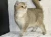 Photo №2 de l'annonce № 60155 de la vente british shorthair - acheter à Ouzbekistan annonce privée