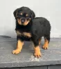 Photo №1. rottweiler - à vendre en ville de Аораки / Маунт Кук | 500€ | Annonce №57008