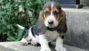 Photo №1. basset hound - à vendre en ville de Cologne | négocié | Annonce №103083