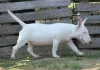 Photos supplémentaires: Chiots bull terrier miniatures