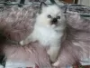 Photo №3. Chatons Ragdoll à vendre disponibles maintenant pour les familles aimantes. Espagne