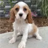 Photo №1. cavalier king charles spaniel - à vendre en ville de Alaska | 615€ | Annonce №50491