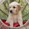 Photo №1. golden retriever - à vendre en ville de Quierschied | 379€ | Annonce №100362