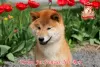 Photo №4. Je vais vendre shiba en ville de Khmelnitsky. de la fourrière - prix - 1500€