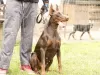 Photo №3. chiots dobermann. Serbie