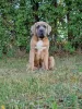 Photo №4. Je vais vendre cane corso en ville de Michów. éleveur - prix - 1000€