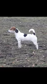 Photos supplémentaires: Fille Jack Russell Terrier - lisse