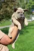 Photo №4. Je vais vendre bouledogue en ville de Mogilyov.  - prix - 800€