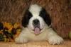 Photos supplémentaires: Chiots Saint-Bernard