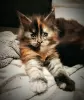 Photo №1. maine coon - à vendre en ville de Rostov-sur-le-Don | 663€ | Annonce № 8882