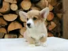 Photo №1. welsh corgi - à vendre en ville de Sydney | négocié | Annonce №131244