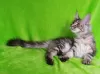 Photo №4. Je vais vendre maine coon en ville de Barnaul. de la fourrière - prix - négocié