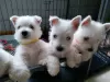 Photo №1. west highland white terrier - à vendre en ville de Maine | négocié | Annonce №44311