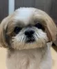 Photo №2 de l'annonce № 51133 de la vente shih tzu - acheter à La finlande annonce privée