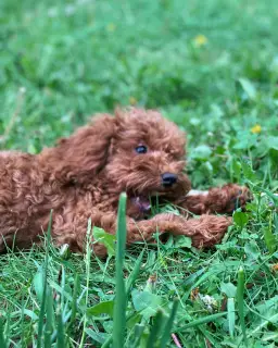 Photo №1. bichon maltais, caniche (jouet) - à vendre en ville de Moscou | 1136€ | Annonce №2352