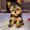 Photo №1. yorkshire terrier - à vendre en ville de Houston | 423€ | Annonce №15454