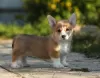 Photos supplémentaires: Chiots Welsh Corgi Pembroke