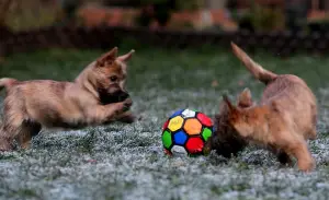 Photos supplémentaires: Filles Cairn Terrier