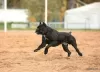 Photo №3. Chiots Cane Corso. Fédération de Russie